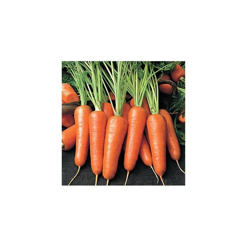 Сорт моркови каскад f1