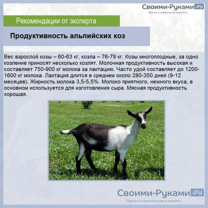 Породы коз с фотографиями и названиями: обзор молочных, пуховых, шерстяных, мясных, молочно-мясных видов