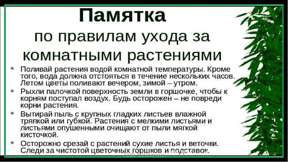 Уход за комнатными растениями в домашних условиях