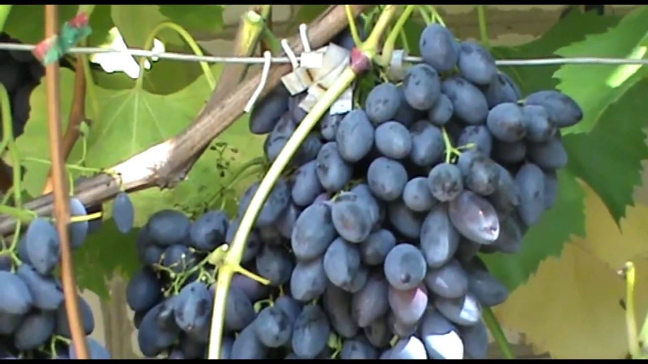 Сорт винограда блэк гранд