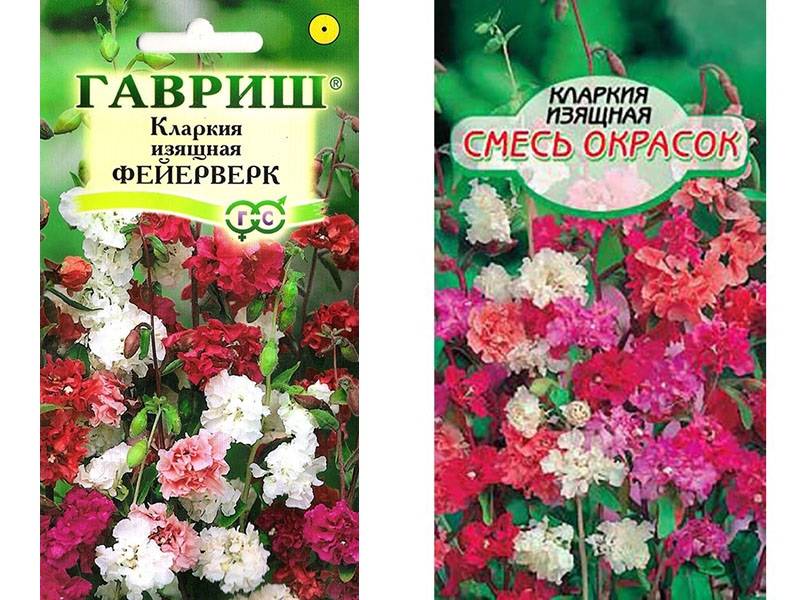 Цветы кларкия изящная и махровая: фото, выращивание из семян и уход