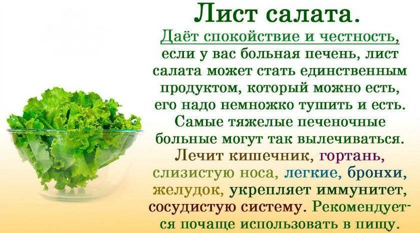 Капуста краснокочанная
