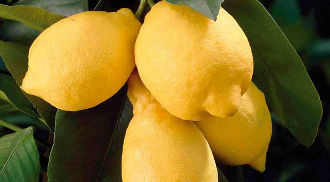 Лимон павловский и пандероза — уход за растением в домашних условиях