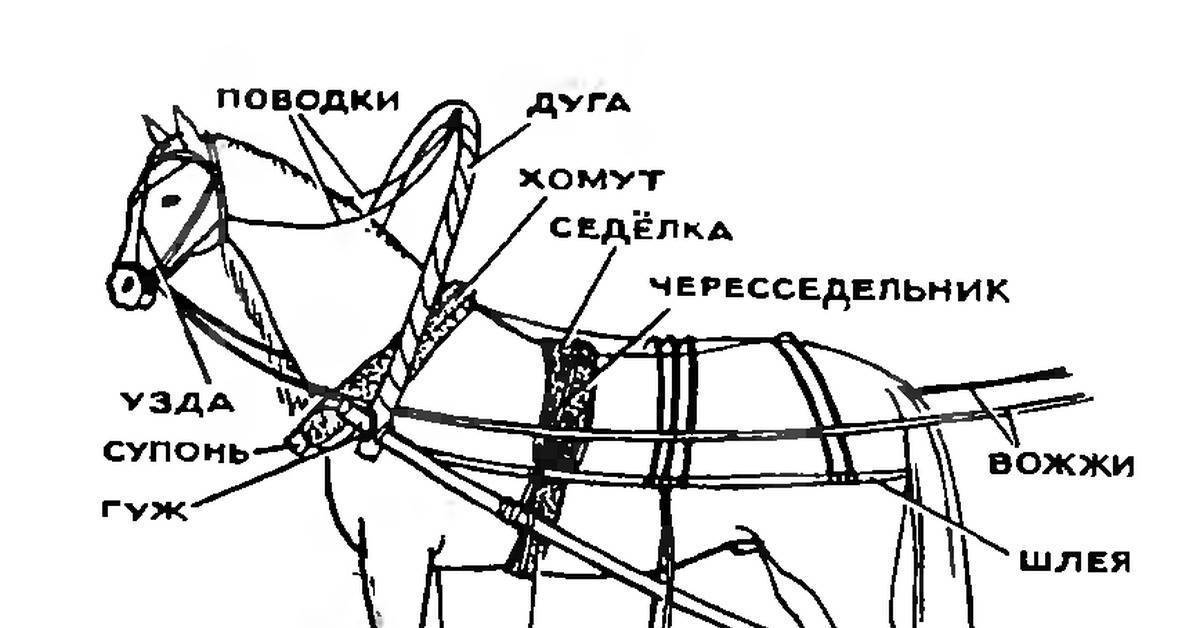 ᐉ как запрячь коня самостоятельно: подробная пошаговая инструкция - zooon.ru