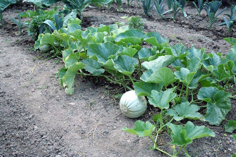 Дыня: выращивание в открытом грунте, посадка и уход, болезни и вредители