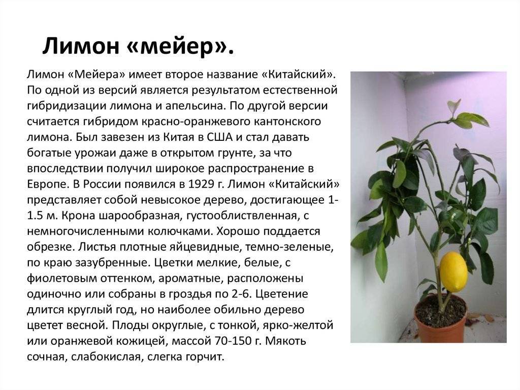 Виды цитрусовых комнатных растений