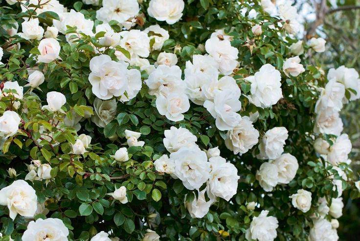Плетистые розы: 45 фото, посадка, уход и выращивание
