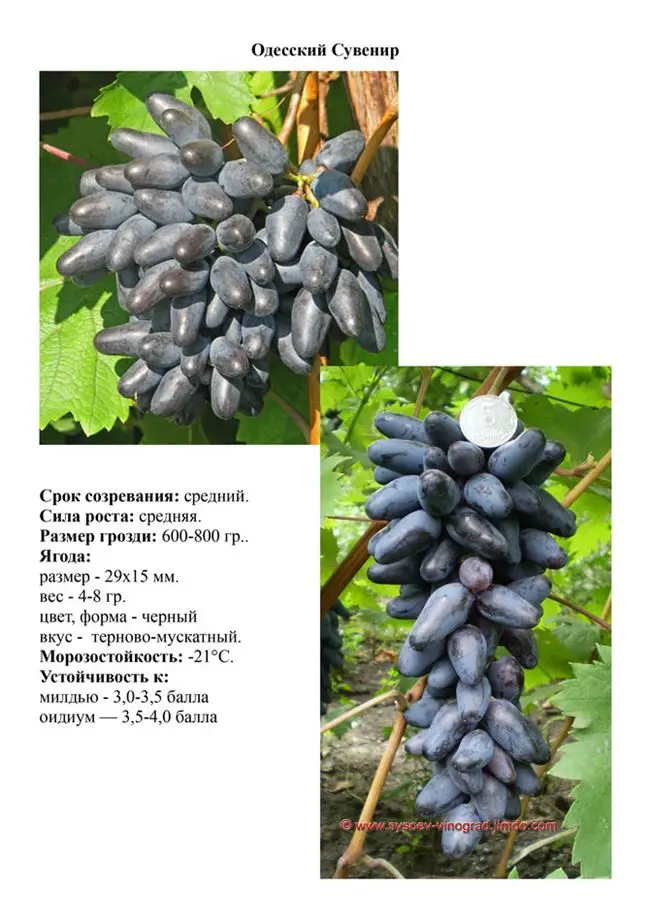 Сорт винограда днепровский сувенир фото и описание