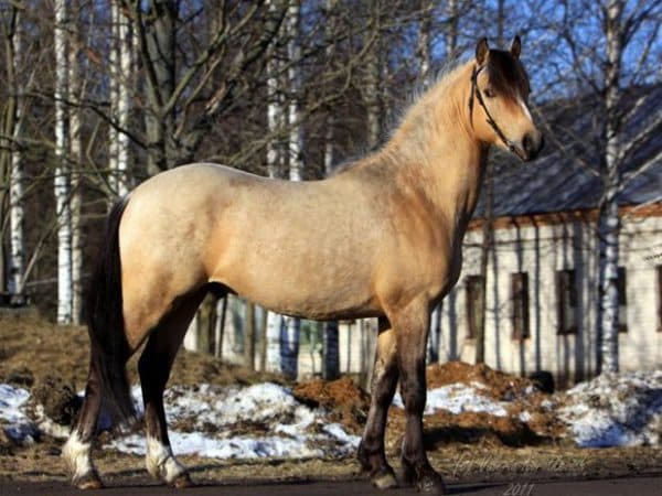 Башкирская порода лошадей: история и особенности | мои лошадки