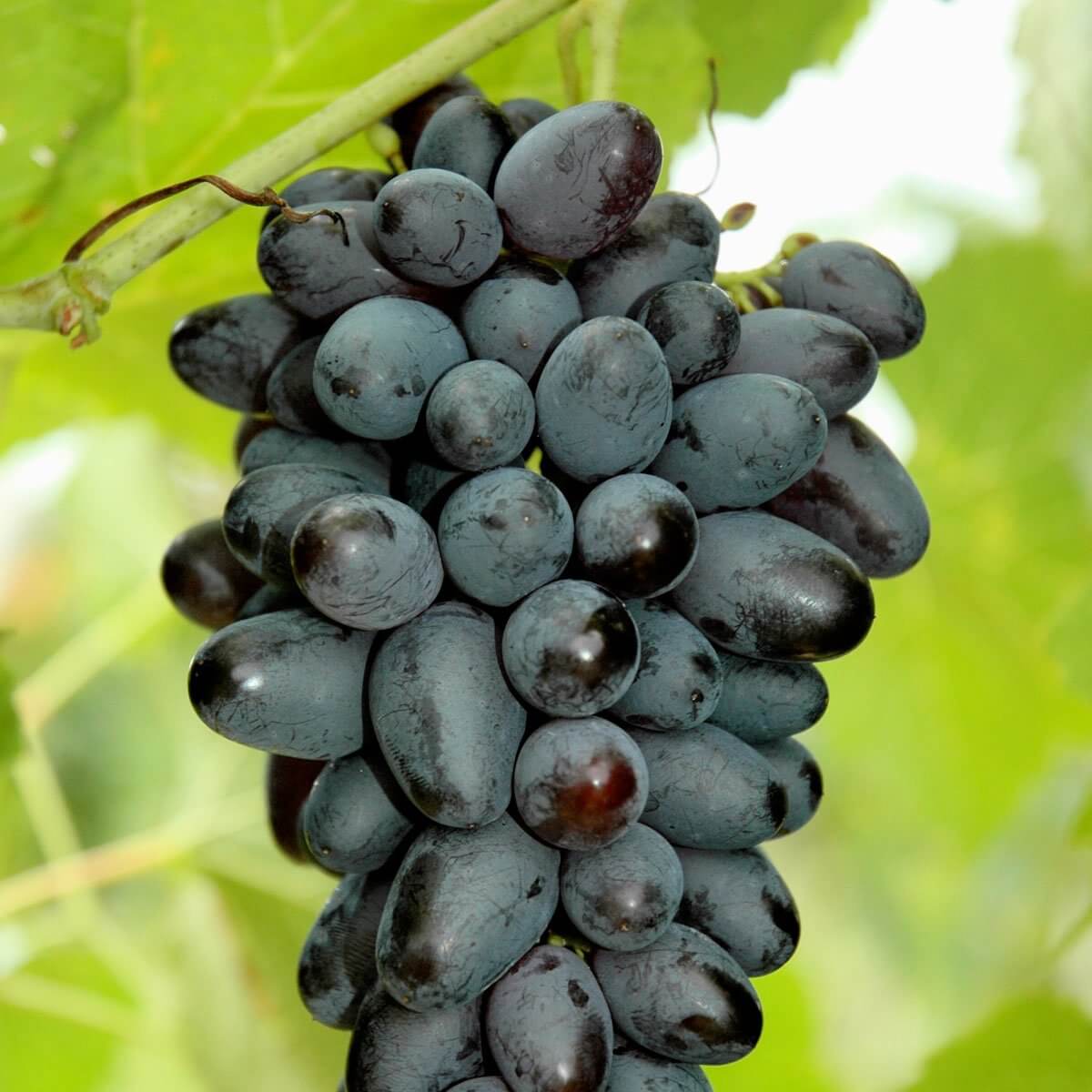 Виноград велика фото и описание