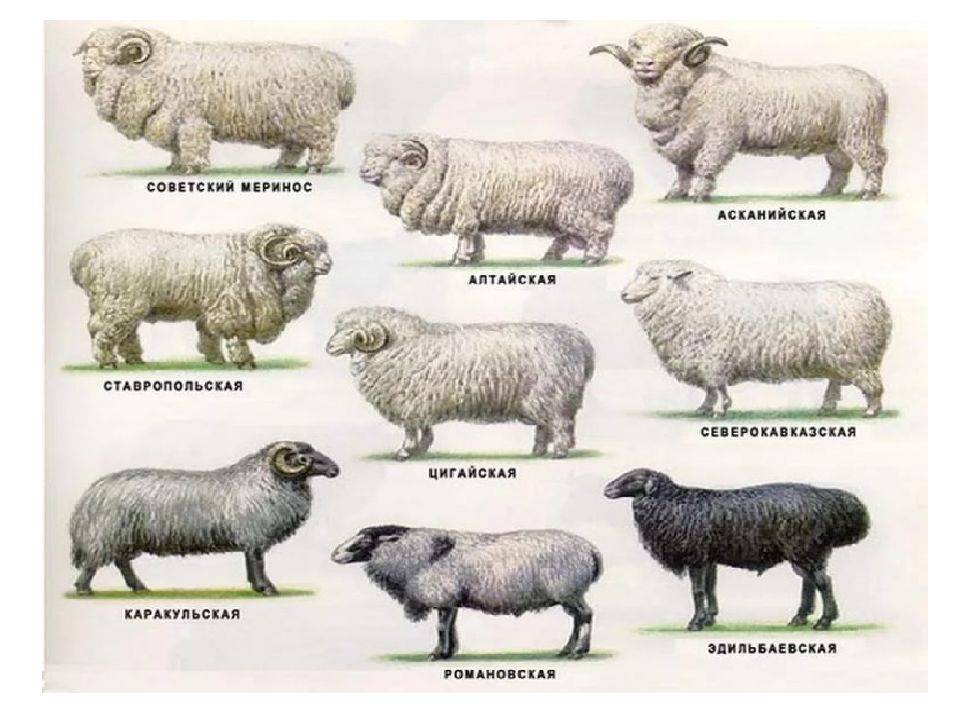Породы овец - овцеводство - животноводство - собственник