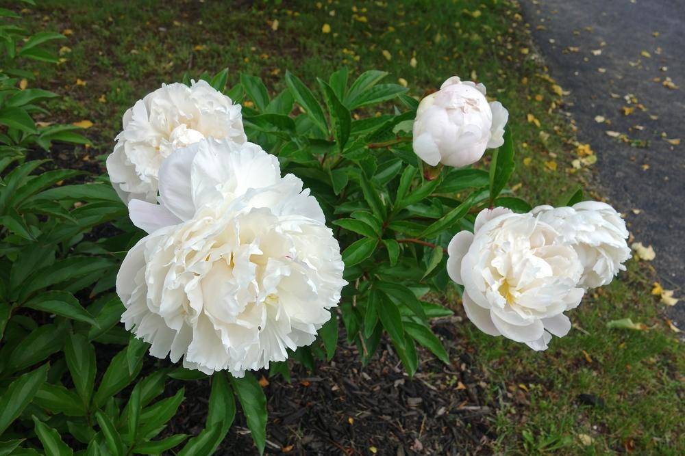 Gardenia пион фото