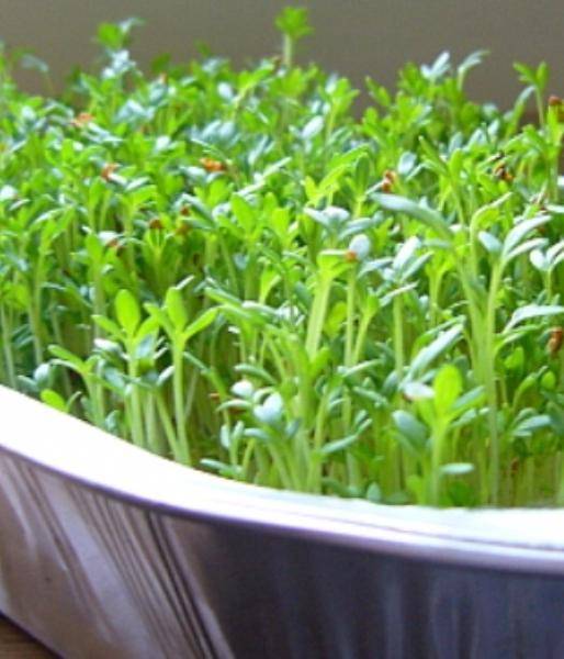 Выращивание салата на балконе. что надо знать