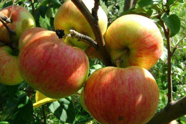 Яблоня осенняя радость: описание сорта, фото, отзывы