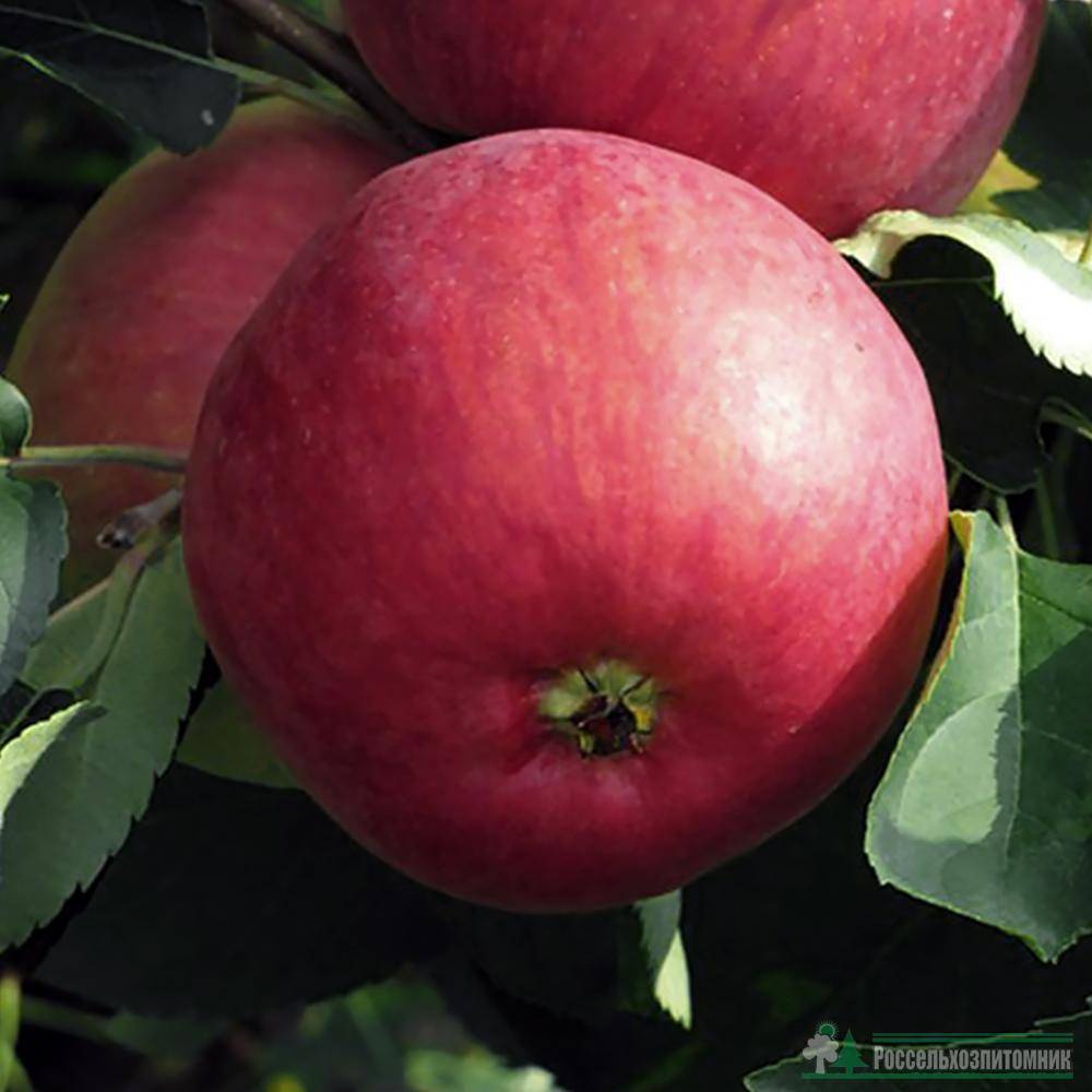 Фото яблони орлик фото и описание сорта