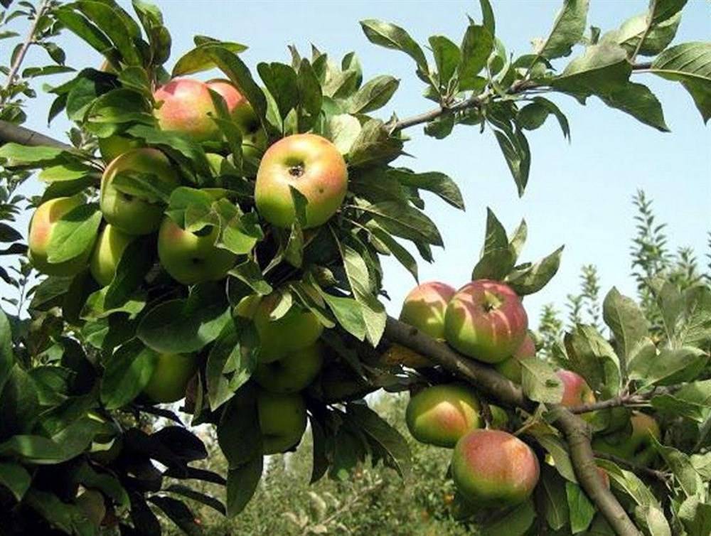 Описание сорта яблони богатырь – морозостойкость, опылители, отзывы