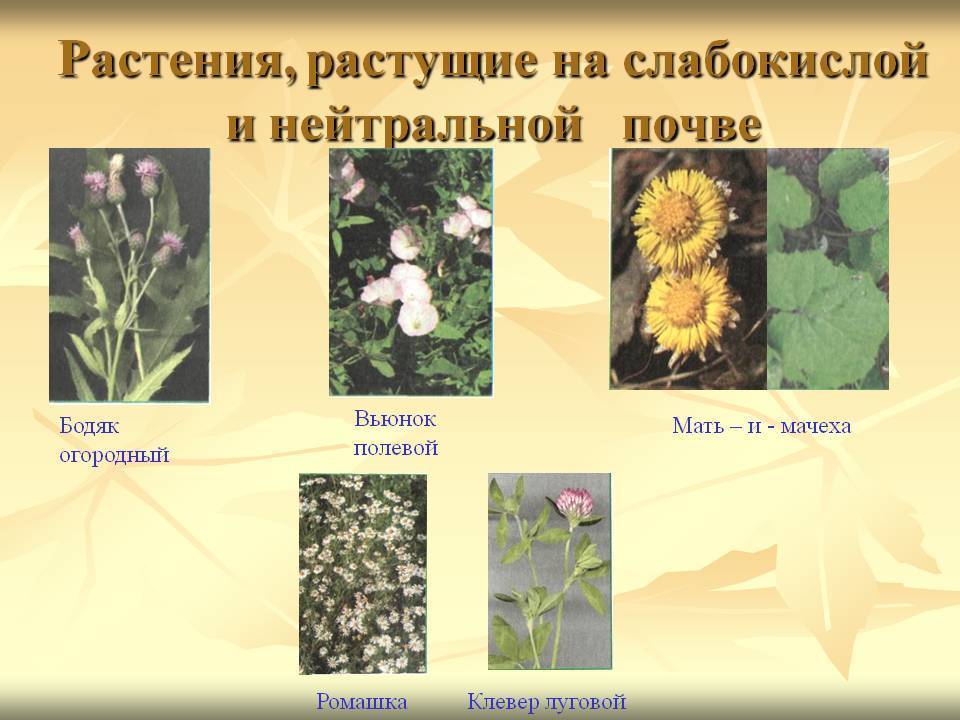 Какие растения растут на кислых почвах и как ее определить?