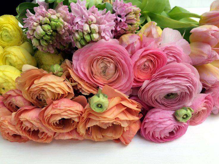 Цветы похожие на пионы - pocketflowers.ru