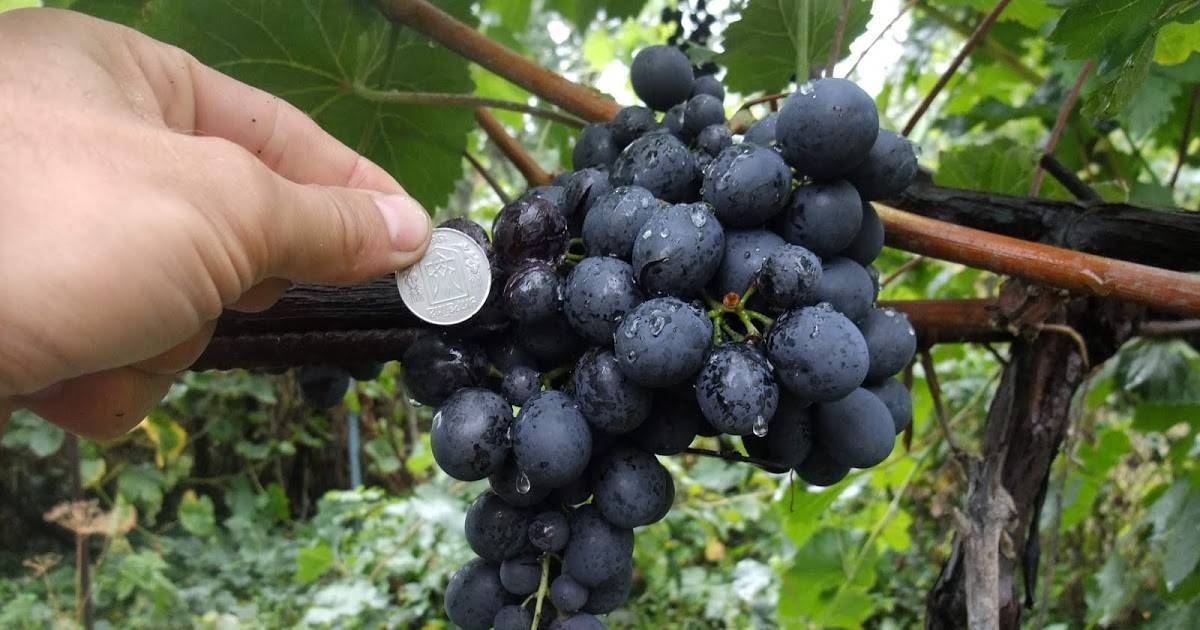 Выращивание винограда сорта рошфор — описание и характеристики