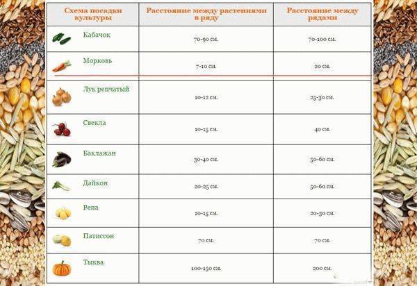 По какой схеме сажать морковь