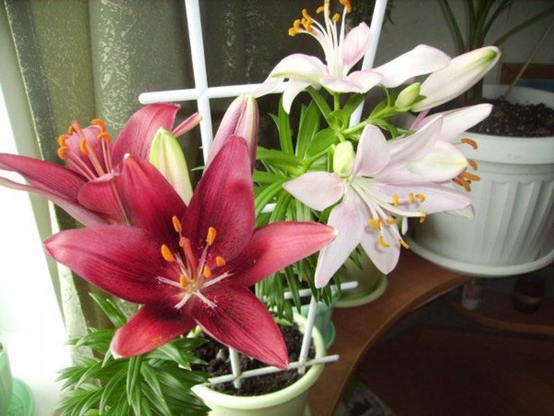 Уход за цветком комнатная лилия в домашних условиях (фото)