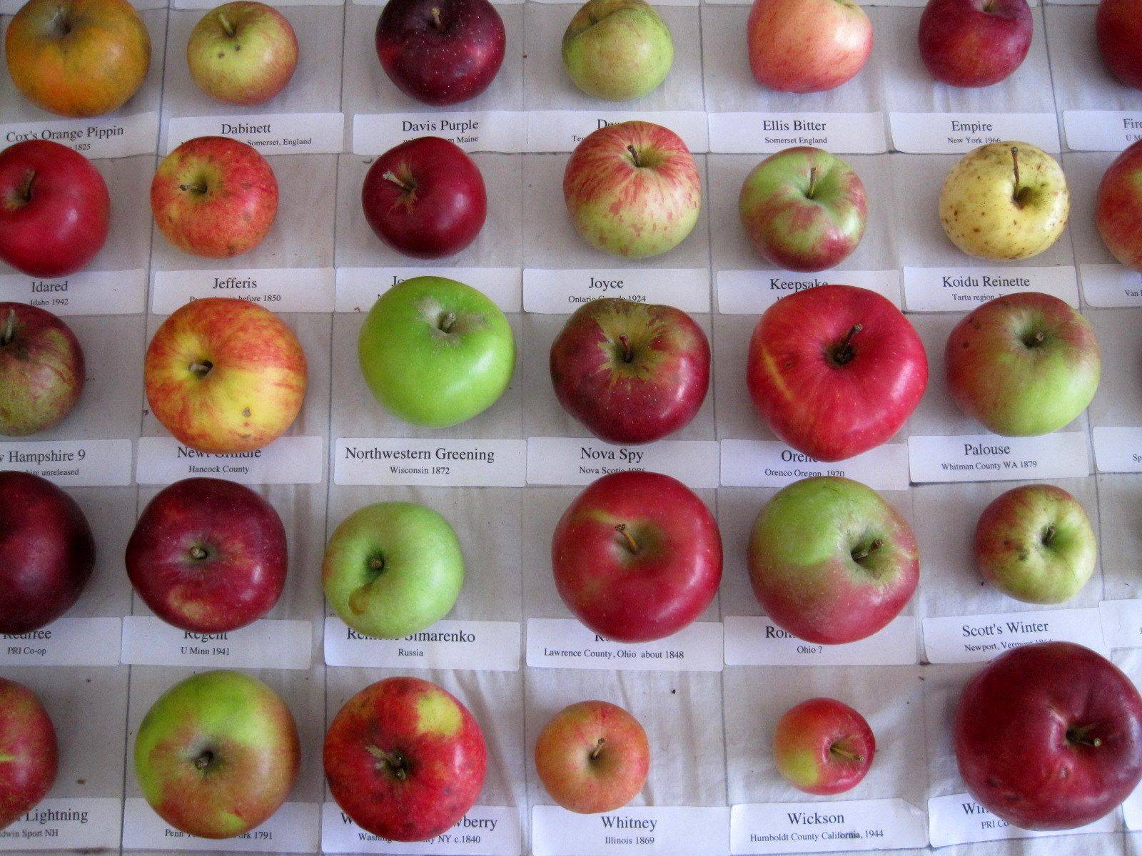 сорта яблок в башкирии с фото
