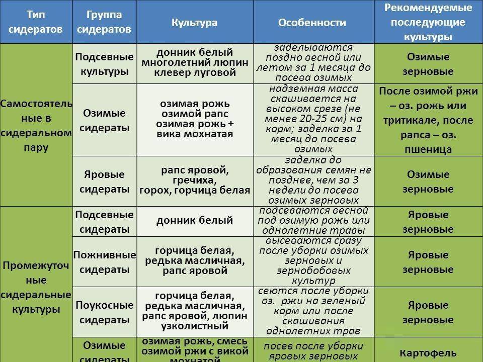 Что такое сидераты на огороде фото и названия для чего они нужны