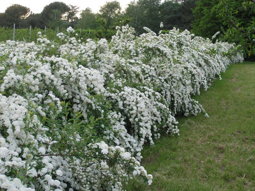 Кустарники для живой изгороди с белыми цветами фото и названия