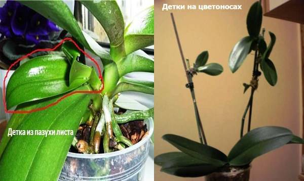 Отростки орхидеи: как выглядят детки и что с ними делать, где растение может дать росток - на стебле, на листьях и не только, как отсадить отросток
