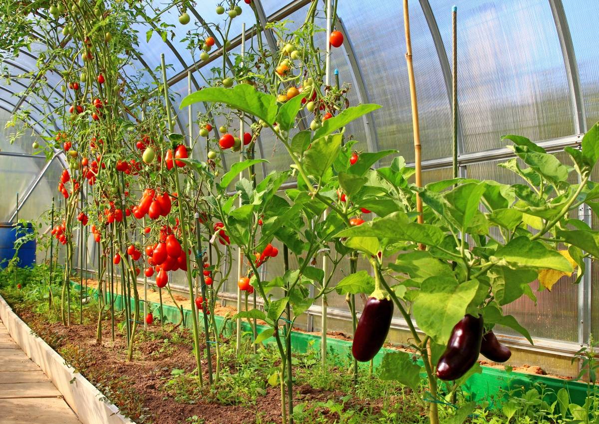 Огурцы и помидоры в одной теплице из поликарбоната: можно ли их садить и выращивать вместе в одном парнике и как правильно это делать