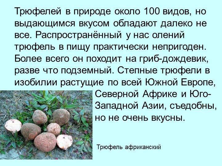 Где в россии растут грибы трюфели