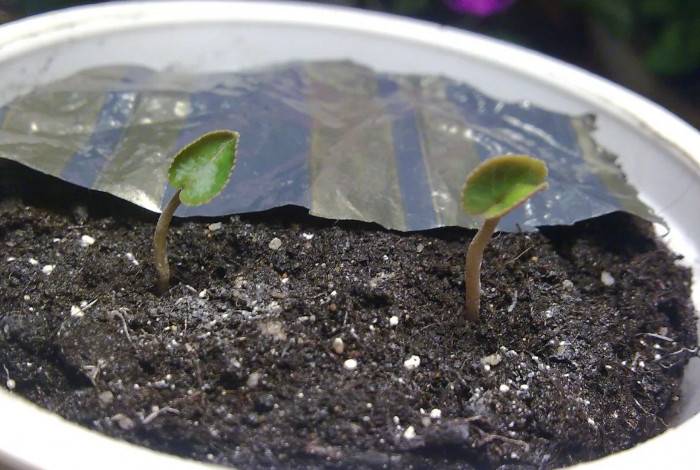 Выращивание цикламена из семян в домашних условиях