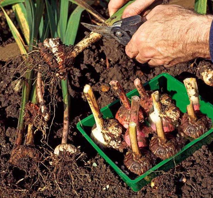 Как правильно посадить гладиолусы в открытый грунт. подготовка и выбор клубнелуковиц гладиолусов для посадки в открытый грунт