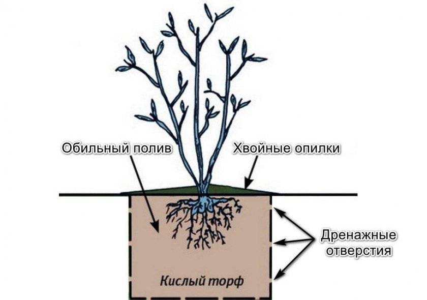 Схема посадки голубики высокорослой