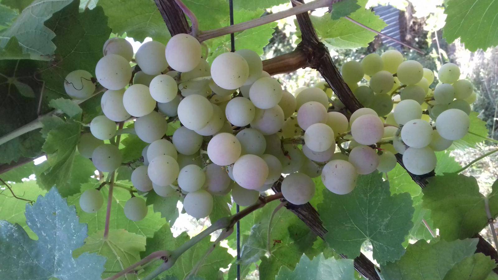 Краса севера: выращиваем морозоустойчивый виноград на садовом участке