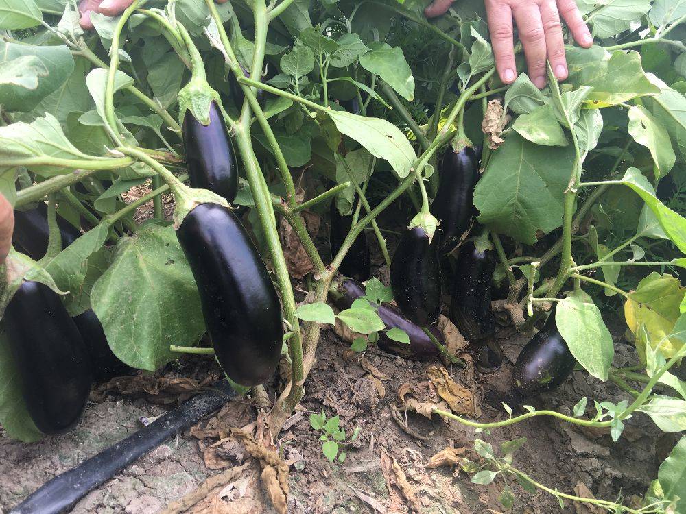 Как вырастить баклажаны в сибири: подходящие сорта, когда сеять семена, особенности высадки в открытый грунт русский фермер