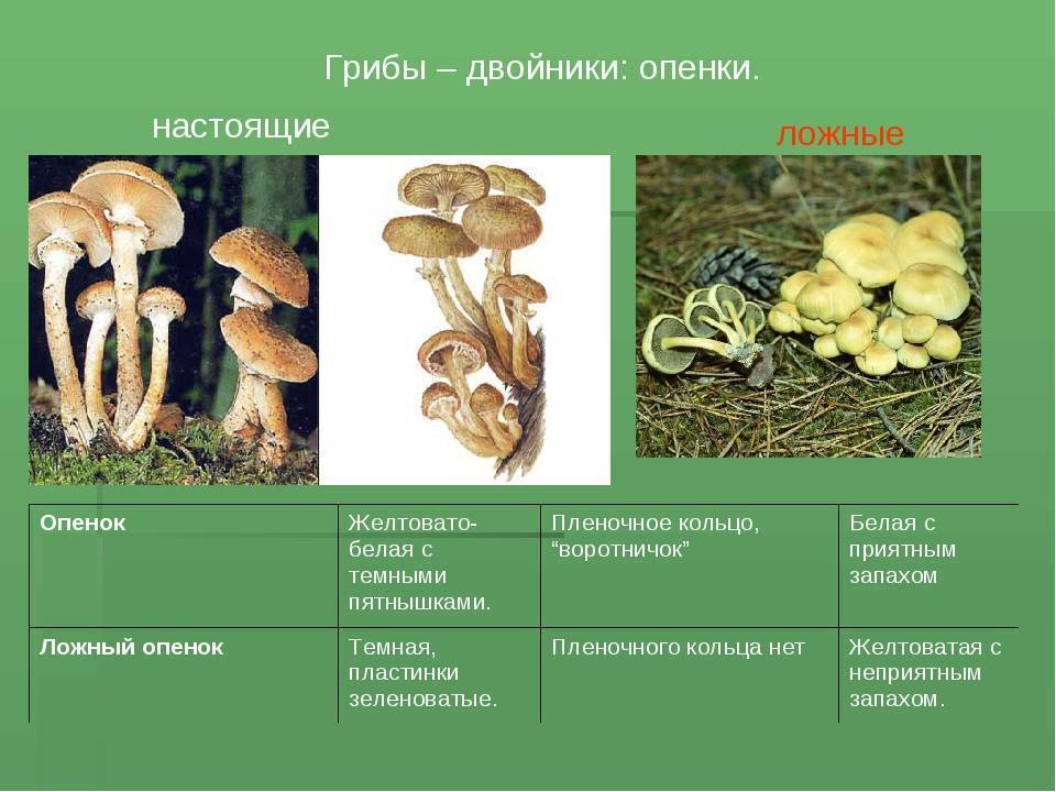 Грибы настоящие и ложные