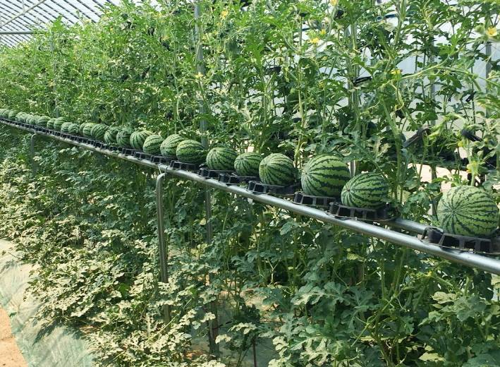 Посадка арбузов в 2023 году: сроки посева, выращивание и уход