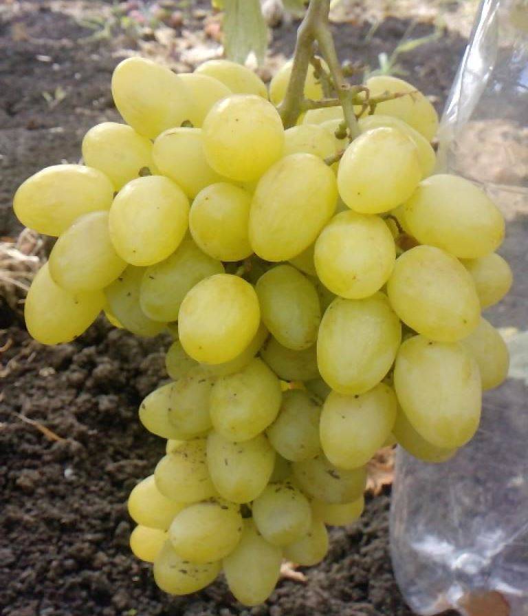Виноград спонсор описание сорта фото отзывы. виноград «спонсор» — белый столовый гибрид