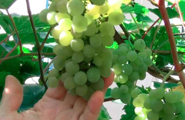 Достижение венгерских селекционеров — сорт винограда «кристалл»