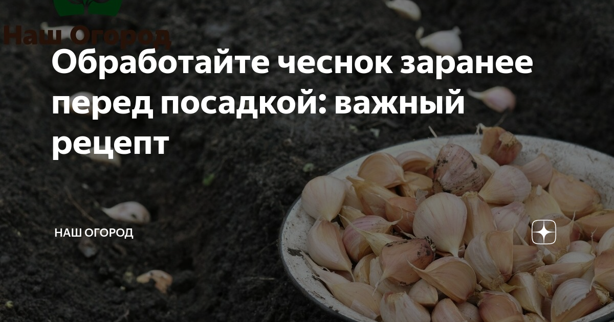 Чем и как обработать чеснок перед посадкой на зиму