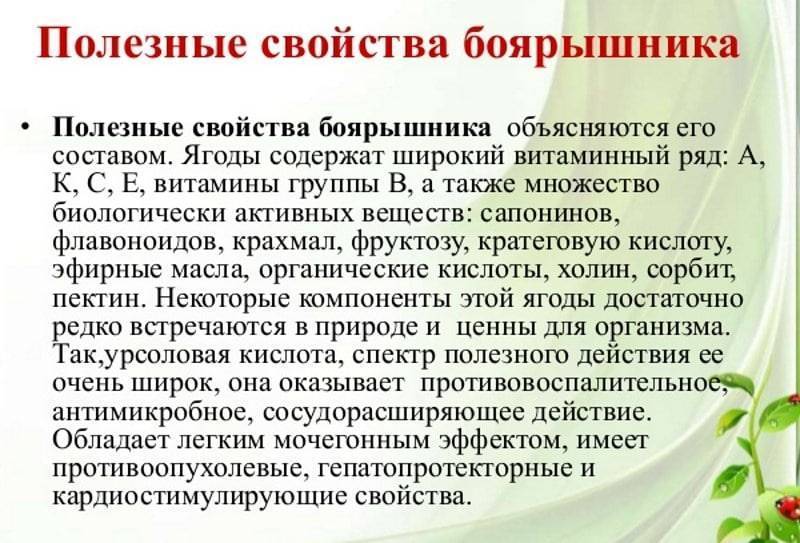 Боярышник: полезные свойства и противопоказания, применение, состав