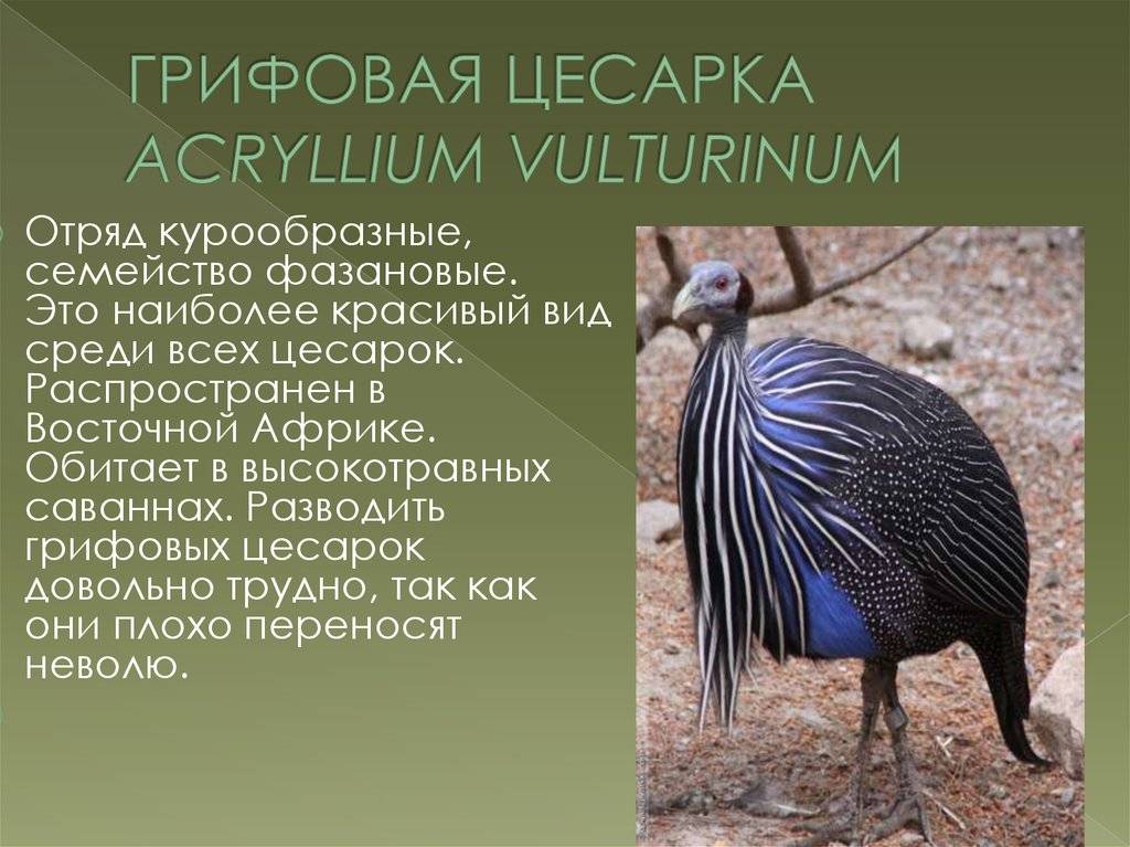 Породы цесарок с фото и описанием. обзор видов птицы