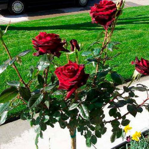Описание сорта розы “черная королева” (плетистая) с отзывами, фото