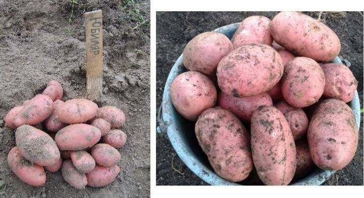 Сорта картофеля для сибири с фото и описанием