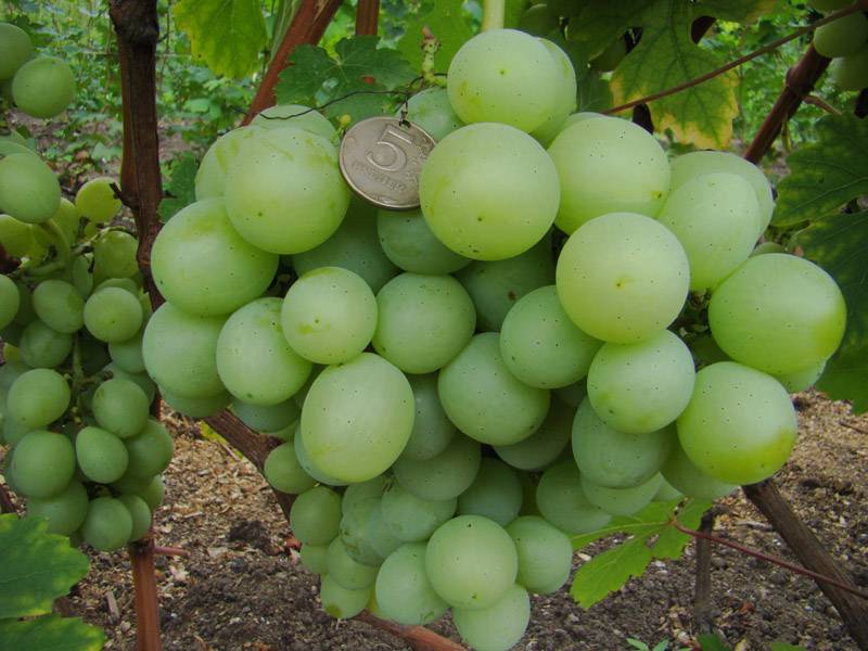 ᐉ сорт винограда овидиопольский (находка)