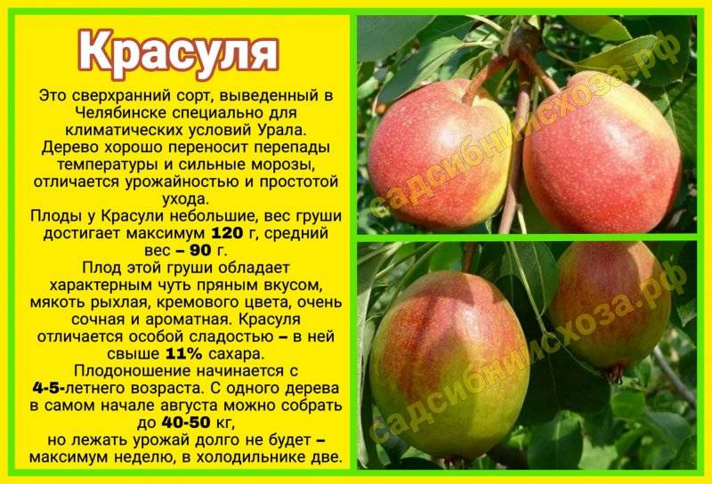 Груша красуля. описание сорта, фото, отзывы садоводов, морозостойкость, опылители