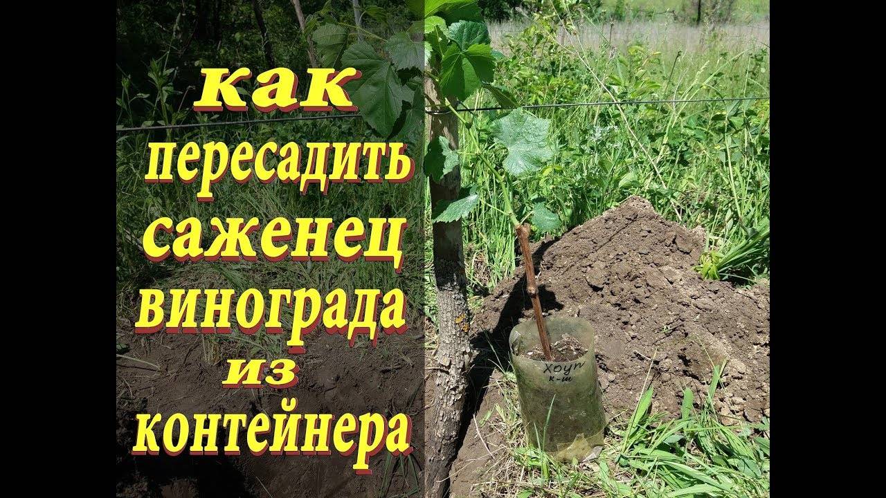 Черенки винограда: советы по зимнему укоренению черенков от профессионала-виноградаря олены непомнящей
