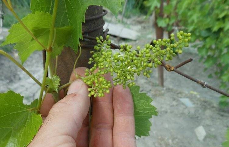 Виноград перед цветением. Левокумский устойчивый виноград. Цветение винограда. Виноград после цветения.