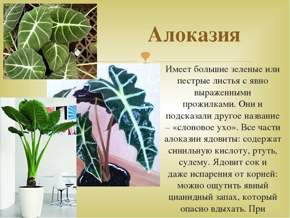 Цветок «Алоказия»: описание, фото, уход в домашних условиях